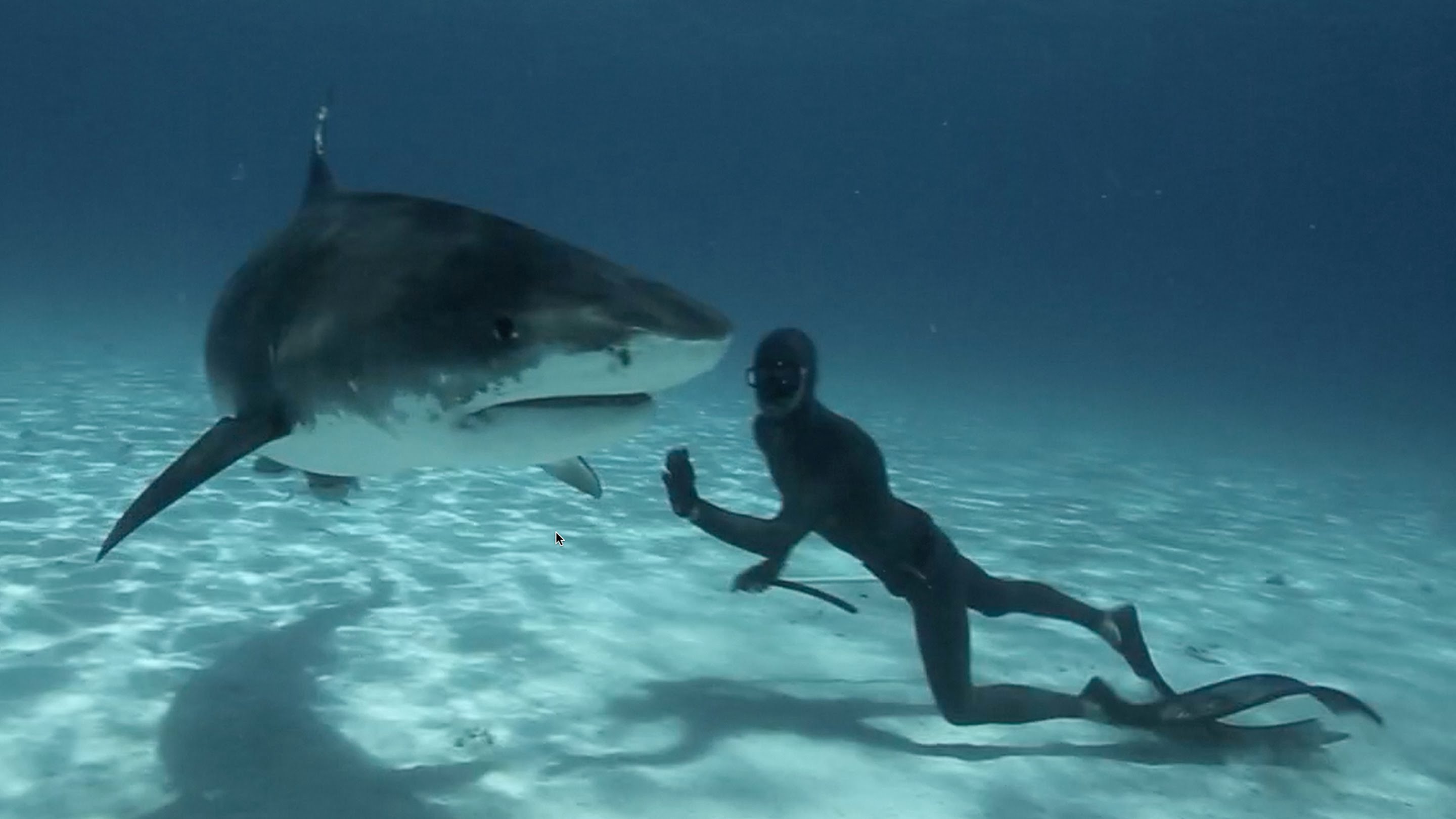 swim with tiger sharks cancun