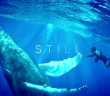 Still – Beautiful Short Film About 72-Year-Old Freediver Carlos Eyles