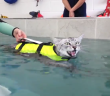 Swimming cat from Watford enjoys water-based physiotherapy