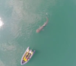 Ocean Escapes Drone Captures Magnificent Shots Of A Basking Shark
