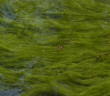 Dog dies after swimming in algae-filled Minnesota lake