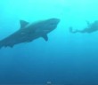 Shark Man – Free Diving with Tiger Sharks