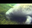 Swim With Manatees With River Ventures