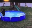 Bear goes for a swim in backyard pool