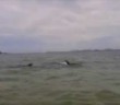 Jackie dog swimming with dolphins