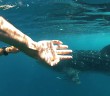 Libby Trickett and Eamon Sullivan swim with the Whale Sharks in Exmouth