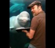A Beluga With a Fine Taste in Art
