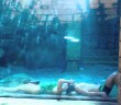 Bubble Rings Merge – Underwater Original Trick