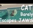 Cool cat escapes dog by surfing across swimming pool