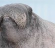 ET the Walrus is a one-mammal sound effect department