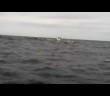 Humpback whale breaches just feet away from boat