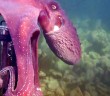 Octopus steals camera while it’s still recording