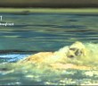 Scottish Swimming TEAM Brand featuring Hannah Miley