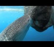 Thieving whale shark sucks fish out of fishing nets