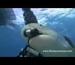 When diving with tiger sharks, don’t let go of your camera