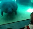 Wow, poor manatee out of control