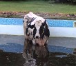 Firefighters rescue cow trapped in a swimming pool