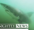Why Are a Record Number of Sharks Swimming Off the West Coast? | NBC Nightly News