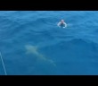 Close call with shark caught on camera