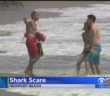 No Swimming At Newport Beach After Shark Bite
