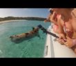 Bahamas’ swimming pigs found dead ‘after tourists give them rum’