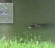 Gators swim over fence into Texas woman’s backyard during Harvey