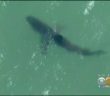 Corona Del Mar Will Test Early-Warning Shark System