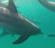 Swimming with Wild Dolphins on Zanzibar Blue Safari