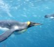 VIDEO: Diver captures his swim with penguins