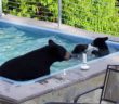 Mama bear and cubs enjoy dip in Tennessee backyard pool