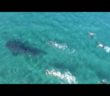 Tourists swim alongside whale sharks in northern Mexico