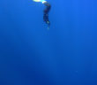 Scientists still don’t understand how freedivers can survive such crushing depths