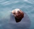 Missing La Jolla Cove Swimmer was Sea Lion: Lifeguards