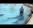 Swim In Wonder at Dolphin Cay Atlantis