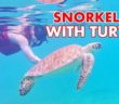 Swimming With Turtles in St. Thomas, USVI // St. Thomas Adventure Tours // US Virgin Islands