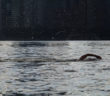 If You Swim in the Hudson River, Don’t Stir the Muck