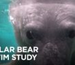 How Swimming Affects Polar Bears