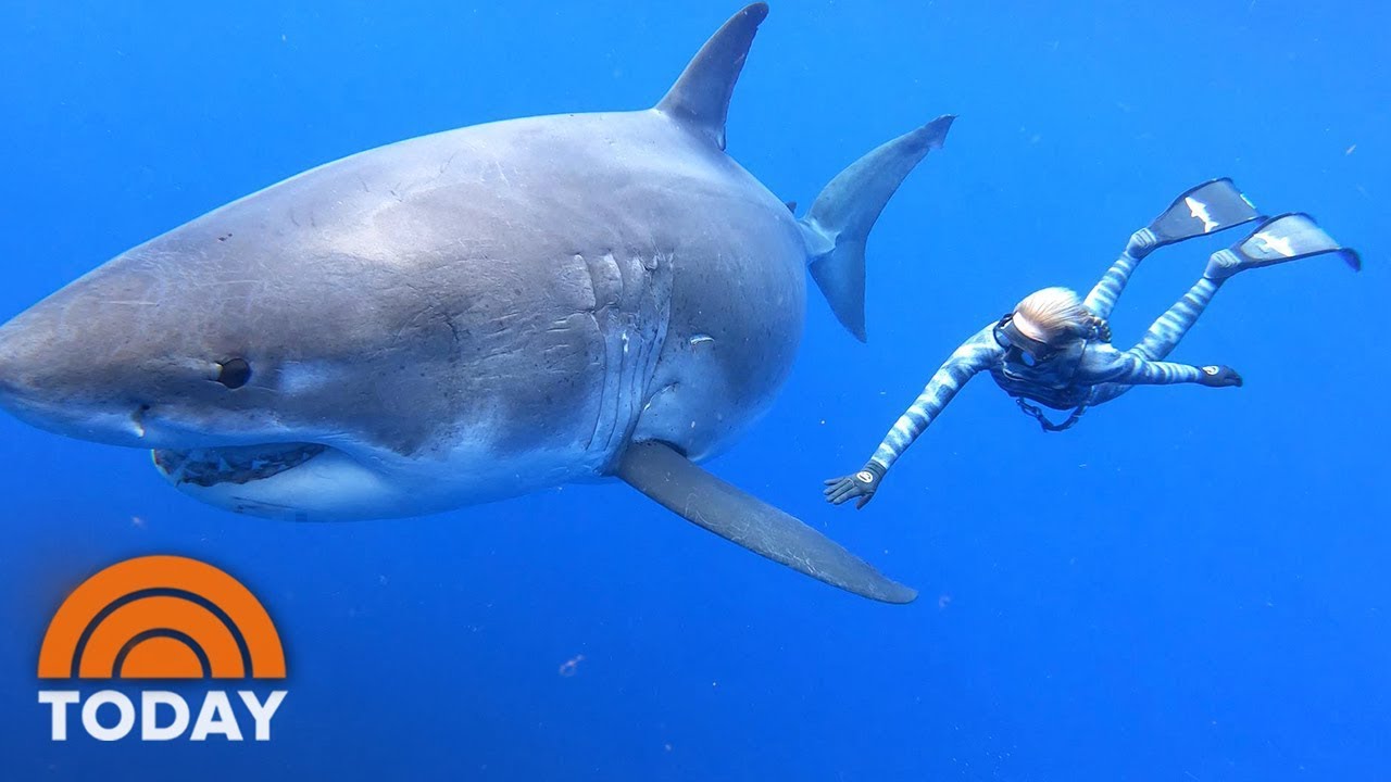 Ocean Ramsey Shares Exclusive Video Of Swimming With Massive Great ...