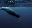 Champion Freediver Shows Incredible Oceans He Explores on Just One Breath of Air