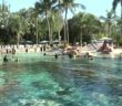 Discovery Cove invites guests with autism to swim with dolphins