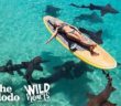 Watch This Marine Biologist Swim With Sharks | The Dodo Wild Hearts