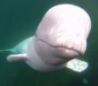 Beluga Whale Retrieves Dropped GoPro From Seafloor