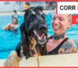 Dogs and their owners splash around together in open-air swimming pool | SWNS TV