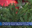 Marijuana found growing in swimming pool after police raid on Pennsylvania home