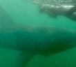 Swimming with Basking Sharks | Documentary