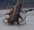 Behold Two Big Sea Lions Almost Sinking a Small Boat