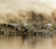 Alligator Bites Teenager on Outing at Everglades, Prompting Swim Warnings