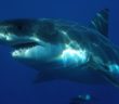 Teenager using a drone spots great white shark near swimmers at NSW beach