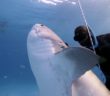 Free Diver Hand-Feeds Tiger Shark Near Grand Bahama Island