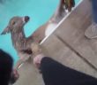 Police Save Deer From Swimming Pool